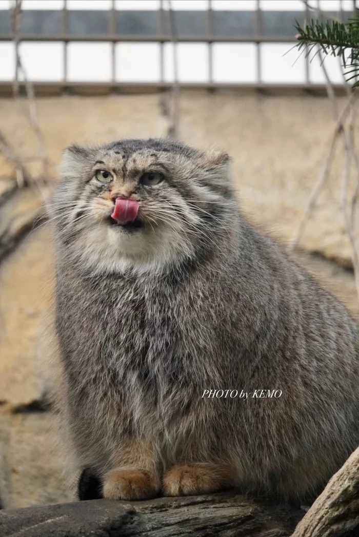 Can you do that? :3 - Pallas' cat, Pet the cat, Small cats, Cat family, Language