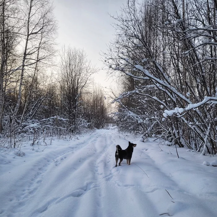 beautiful winter - My, Dog, Winter, Cold, Nature, Longpost