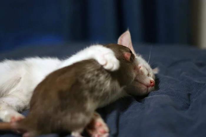 Sleep already, to whom I say - Decorative rats, Rat, The photo, cat