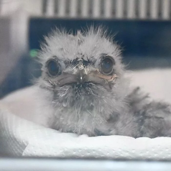 Clouded Frogmouth Chick - Smoky frog, Birds, Chick, Animals, Zoo, The photo, Longpost