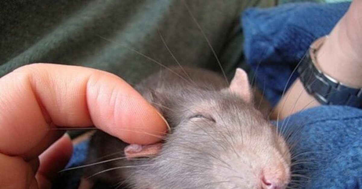 Укус мышей сон. Крысу гладят. Ласковая крыса. Крысы домашние. Мышку гладят.