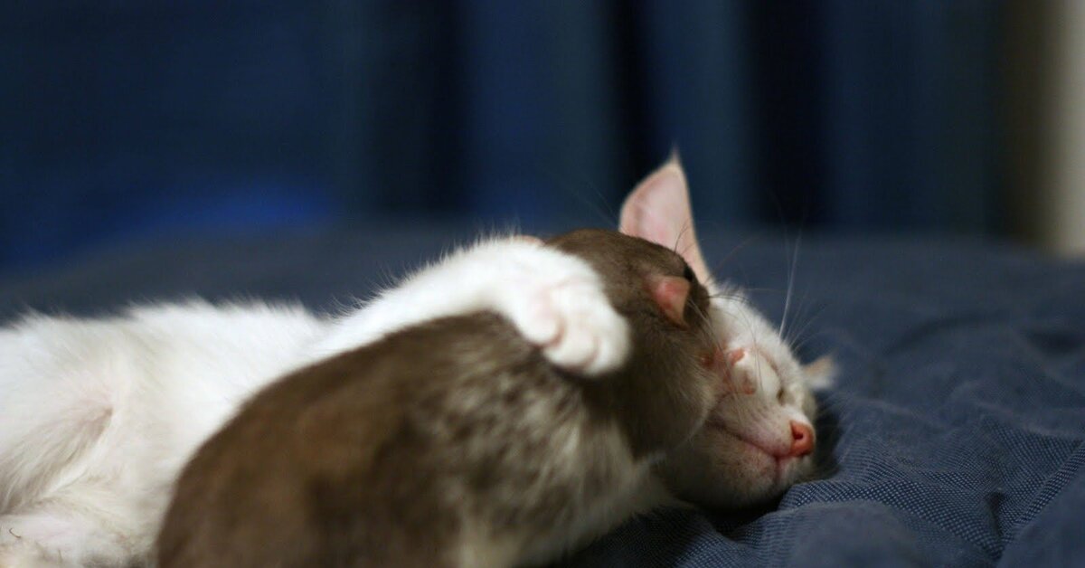 Котенок мышь. Кот и мышка. Кошка обнимает мышку. Кот и крыса.