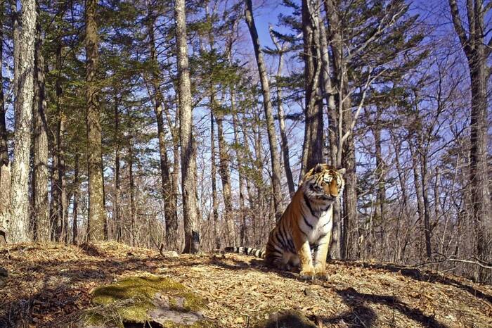 Задумчивое