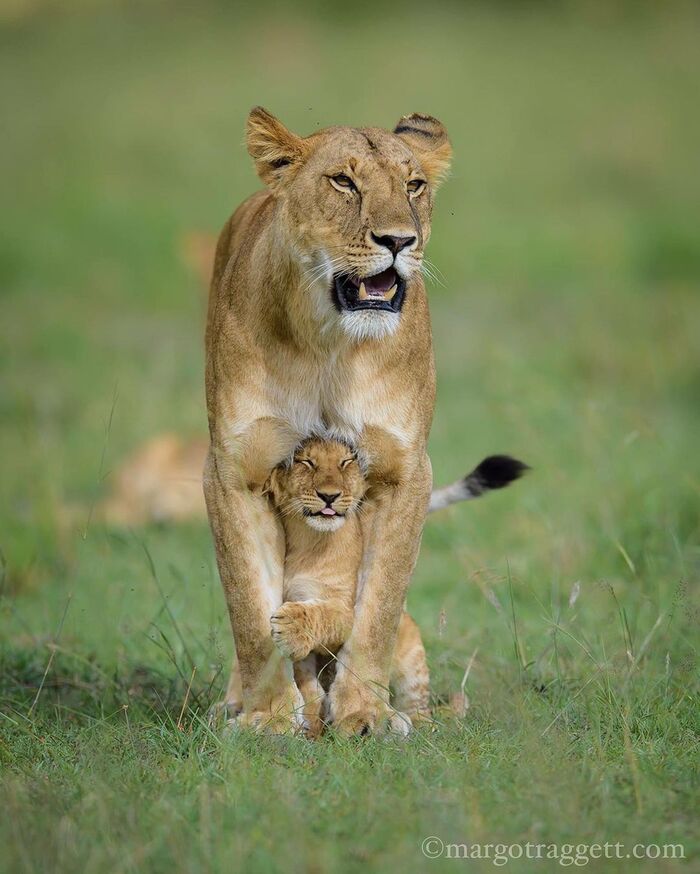Хорошо дразниться, когда рядом такая мама