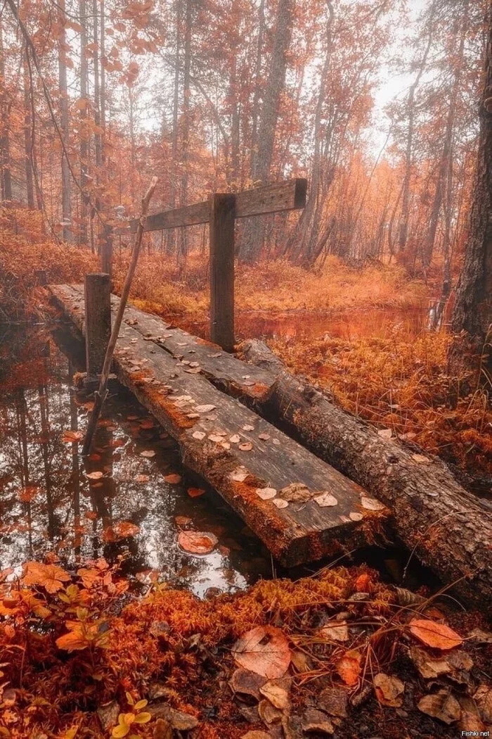 Autumn forest - Autumn, Forest, Stream, Crossing