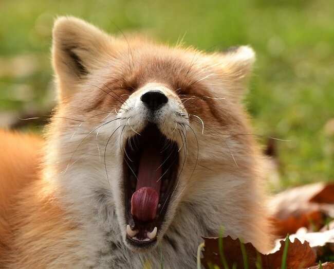 Fluffy yawn. Clearly satisfied - Animals, Fox, The photo