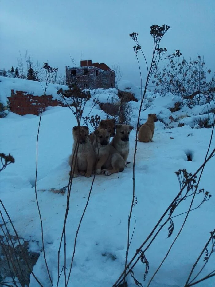 Yekaterinburg. Puppies are freezing, please help - My, Stray dogs, I will give, Video, Vertical video, Helping animals, Yekaterinburg, Dog, In good hands, No rating