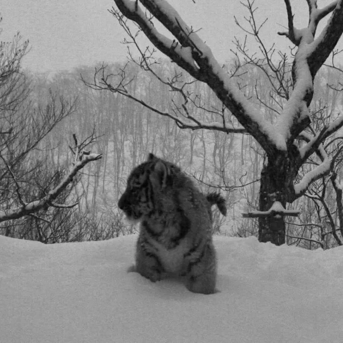 Everything will be fine - Tiger cubs, Winter, Snow, Amur tiger, National park, Tiger, Primorsky Krai, The photo, Milota, Big cats, Cat family, Predatory animals, Wild animals, wildlife