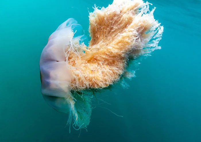 The world's largest jellyfish - Cyanea, Jellyfish, Wild animals, Marine life, wildlife, Reserves and sanctuaries, Дальний Восток, Primorsky Krai, Japanese Sea, The bay