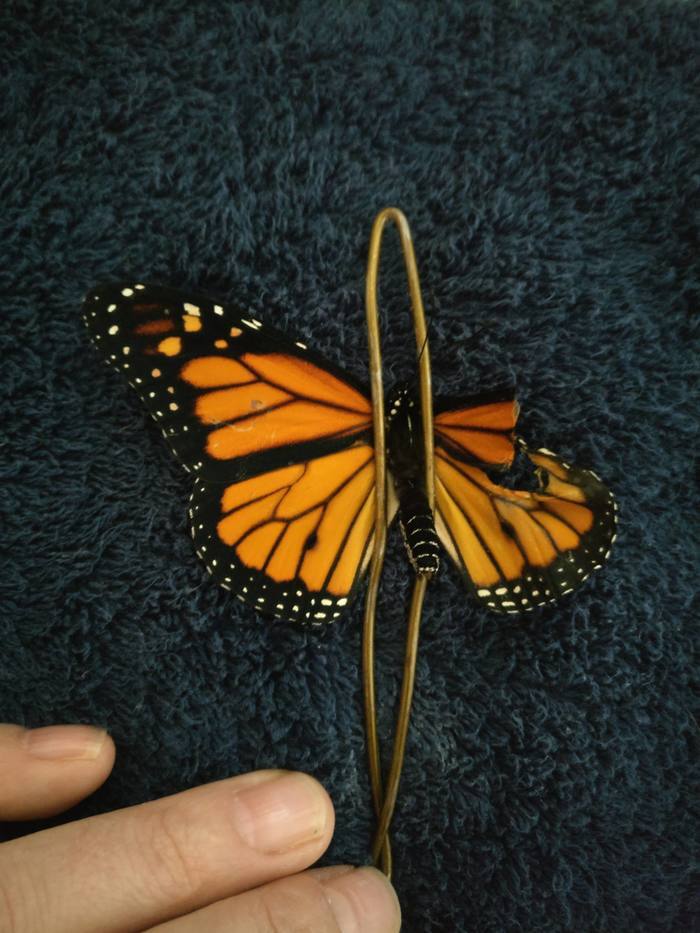 Monarch butterfly wing transplant - Butterfly, Transplantation, Monarch Butterfly, Interesting, Repeat