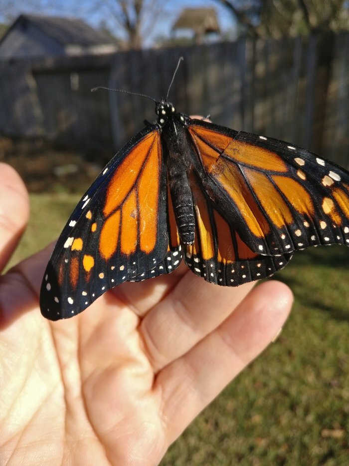 Monarch butterfly wing transplant - Butterfly, Transplantation, Monarch Butterfly, Interesting, Repeat