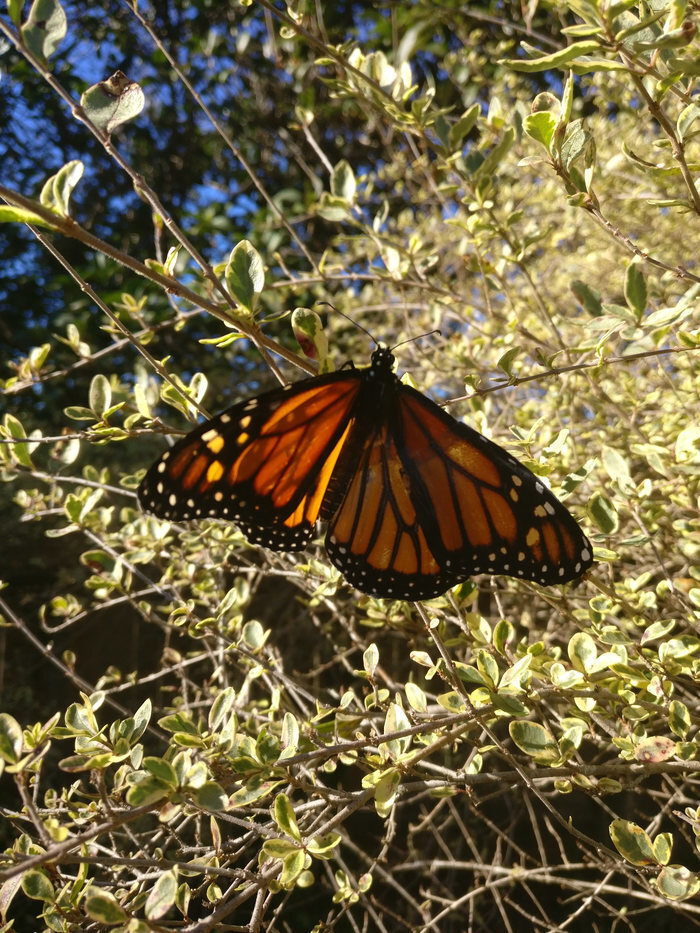 Monarch butterfly wing transplant - Butterfly, Transplantation, Monarch Butterfly, Interesting, Repeat