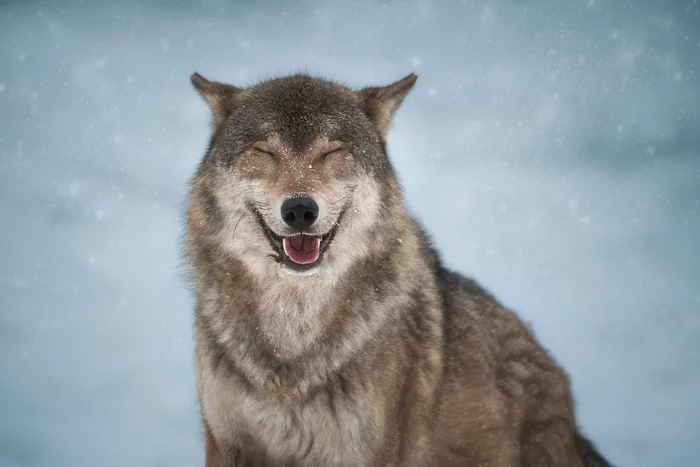 The kindest wolf - European, Wolf, Predatory animals, Canines, Wild animals, The photo