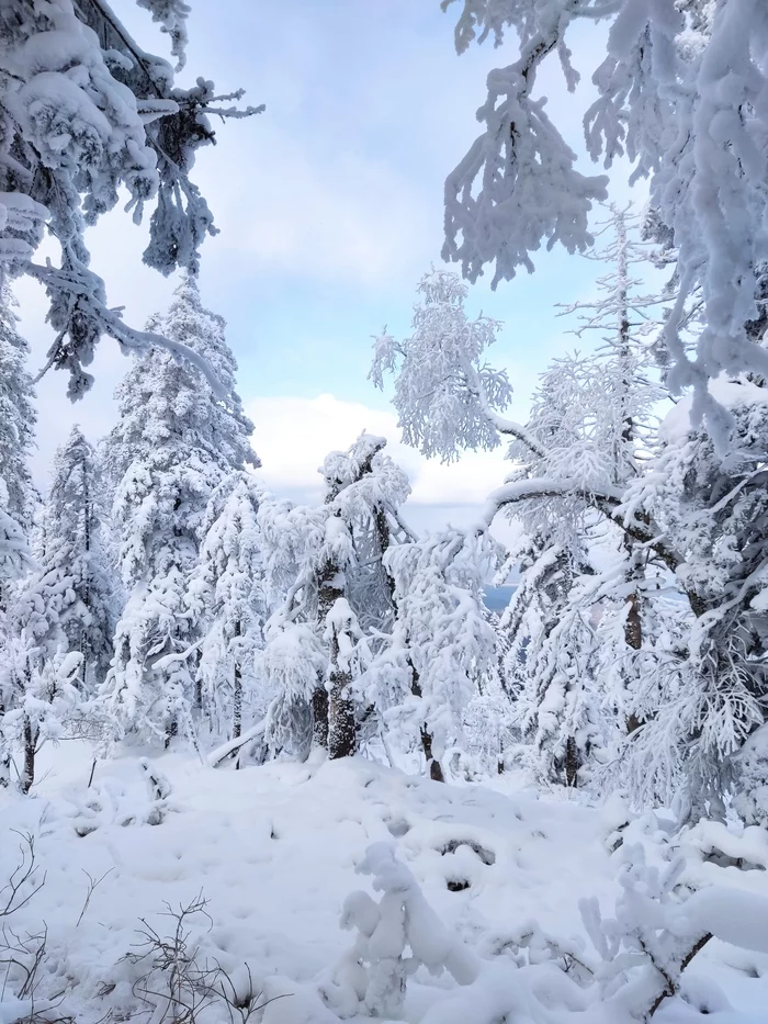 Fairytale winter forest - My, Winter, Forest, Landscape, Story, Nature, beauty, Snow, No filters, Longpost