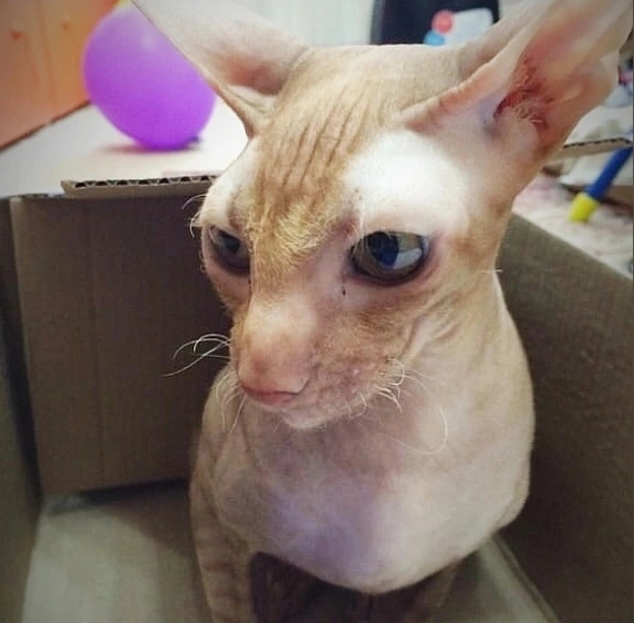 Cornish Rex for finishing off... - No rating, cat, In good hands, Helping animals, Redheads, Small cats, Old age, Old men, Pets, Lulling to sleep, Breed, The strength of the Peekaboo, Moscow, Moscow region, Sphinx, Rex, Naked, Bald