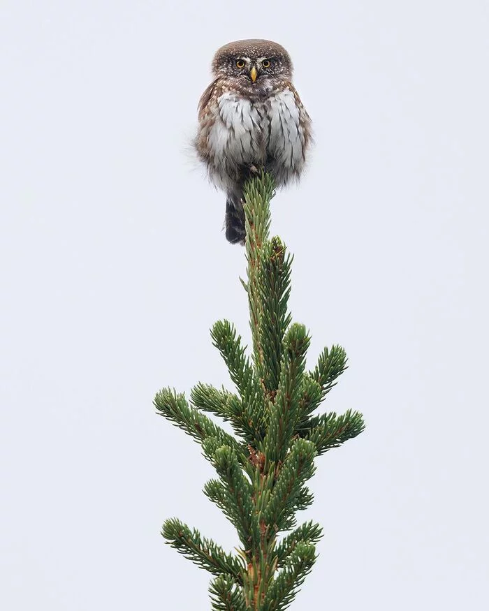 I can see everything from above - Sparrow owl, Owl, Birds, Predator birds, Animals, Wild animals, wildlife, The photo, Christmas trees