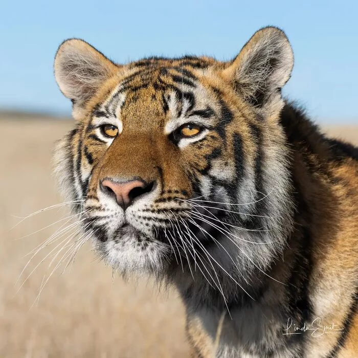 A handsome man named Indra - Bengal tiger, Tiger, Endangered species, Big cats, Predatory animals, Mammals, Animals, Wild animals, wildlife, Reserves and sanctuaries, South Africa, The photo