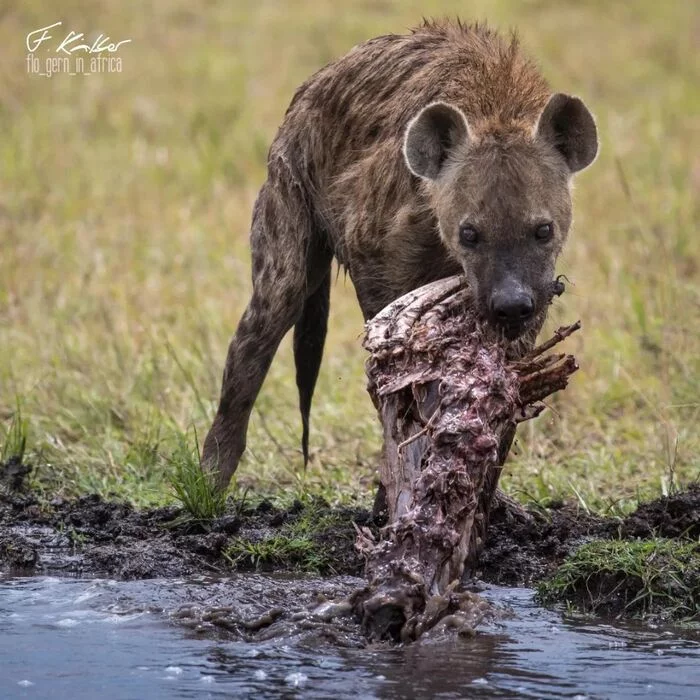 Washed is tastier - Spotted Hyena, Hyena, Predatory animals, Mammals, Wild animals, wildlife, Reserves and sanctuaries, Masai Mara, Africa, The photo, Carcass, Edge, Skeleton, Bones, Water