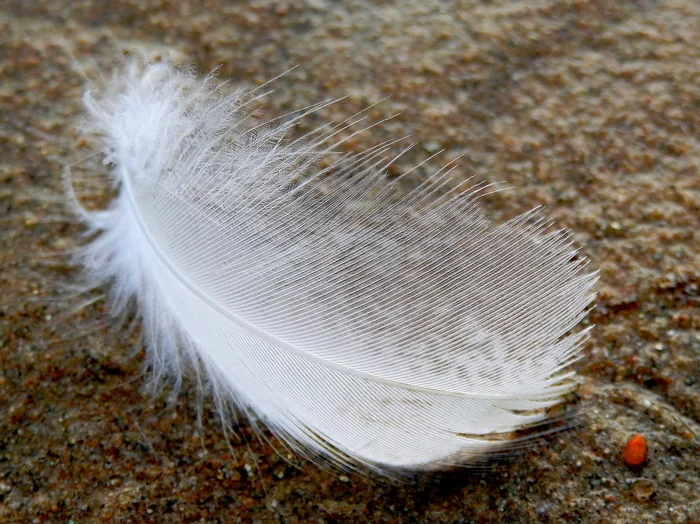 Miscellaneous travel... - My, Travels, Kola Peninsula, Карелия, North, Sea urchin, Feather, Scallop, Seashells, The photo, Longpost