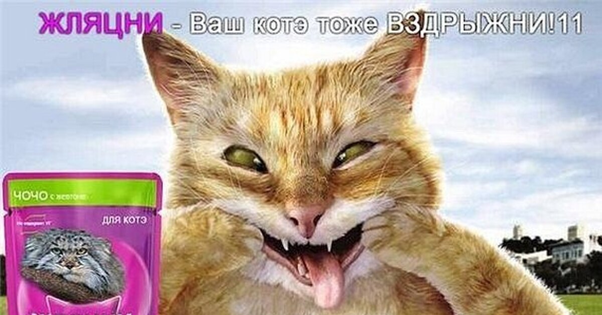 Корм для кошек реклама. Корм кот реклама. Реклама кормов. Коты в рекламе.