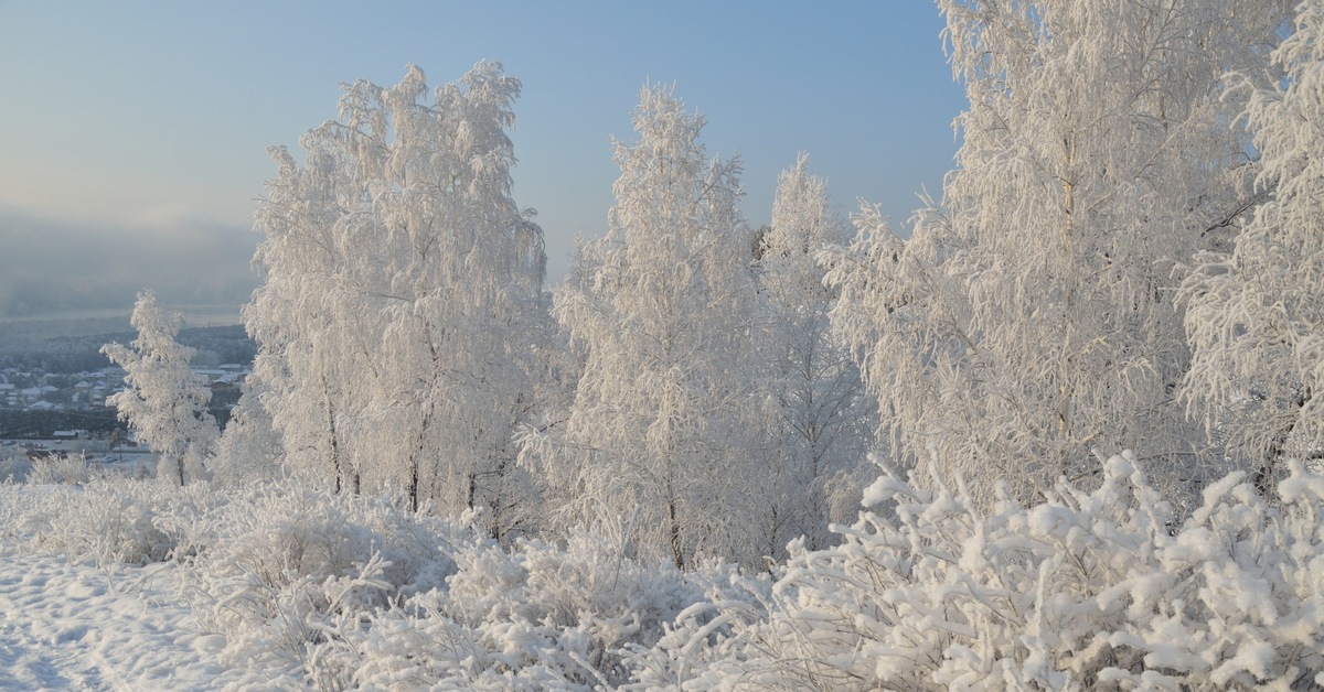 Песня а где то заснеженную сибири. На деревьях блещет иней. Заснеженная Сибирь картинки большого размера. Сибирь зима новый год. Заснеженная Сибирь фото.