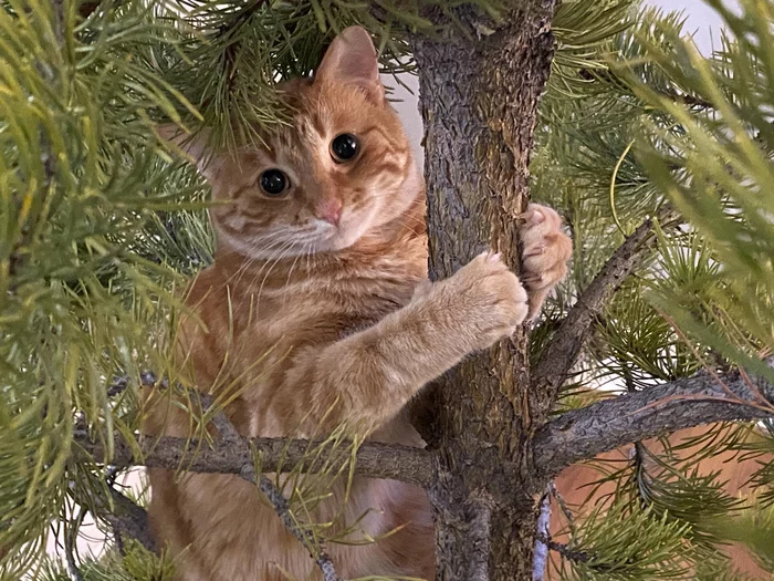 Ёлочные украшения! - Кот, Милота, Домашние животные, Новогодняя елка, Длиннопост