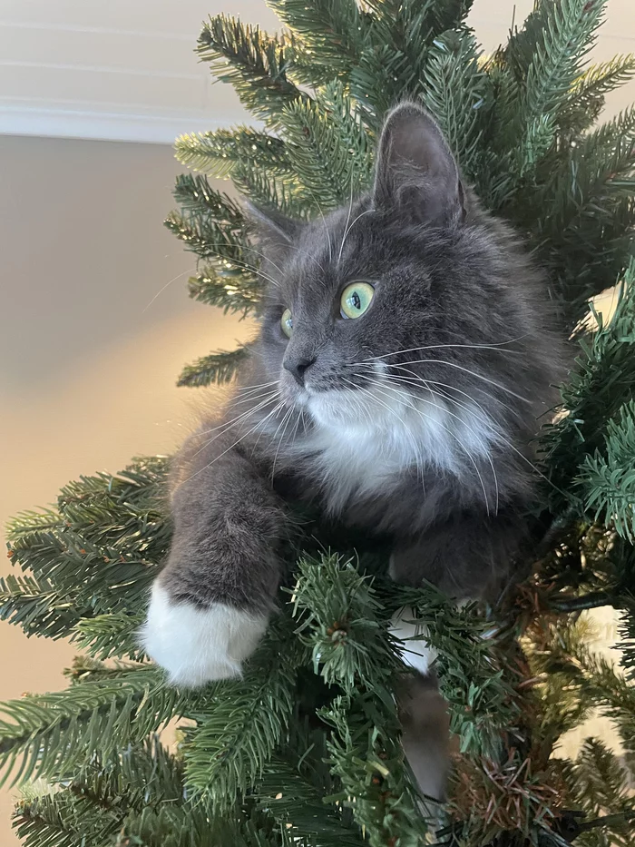 Ёлочные украшения! - Кот, Милота, Домашние животные, Новогодняя елка, Длиннопост