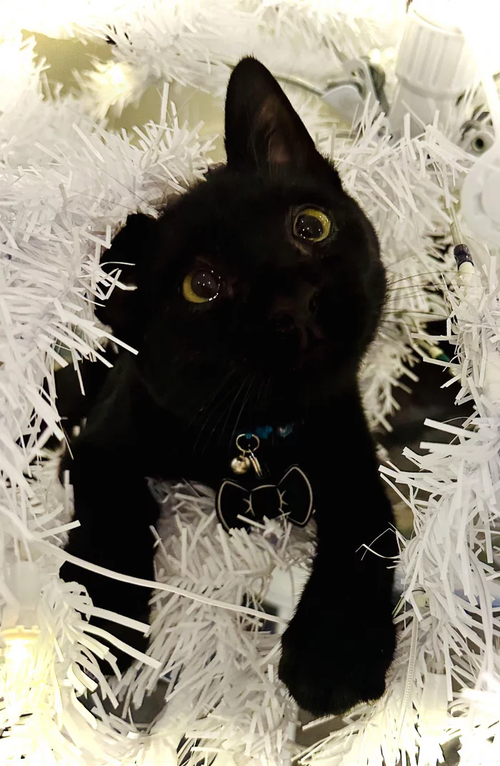 Ёлочные украшения! - Кот, Милота, Домашние животные, Новогодняя елка, Длиннопост