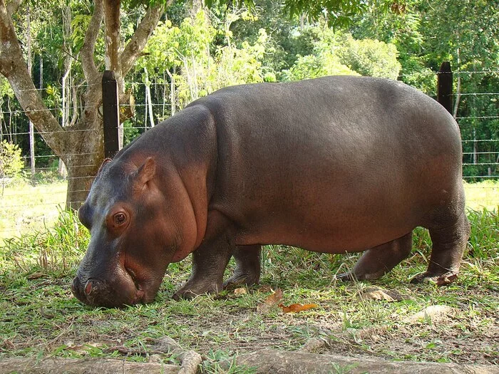 Where hippos come from in Colombia, or the unexpected legacy of cocaine king Pablo Escobar - My, Informative, Zoology, hippopotamus, Animals, Pablo Escobar, Colombia, Medellin, Longpost