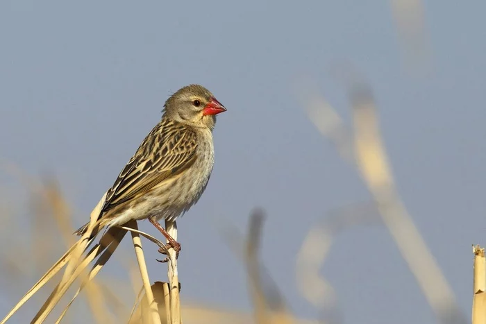 The hottest bird in the world - news, Nature, wildlife, Birds, Zoology, Facts, Science and technology news, Around the world, National park, Paleontology, Text