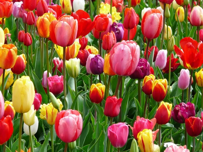 Get your sleigh ready for the summer. And tulips in winter - My, Money, Tulips, March 8, Business, Small business, Sale