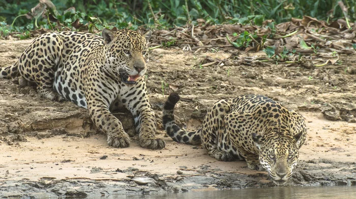 Jaguars are not loners at all: males can be friends for years - Jaguar, Coalition, South America, Research, Scientists, Venezuela, Protection of Nature, wildlife, Wild animals, Big cats, Cat family, Predatory animals, You are not alone, Informative, Video, Youtube, Longpost