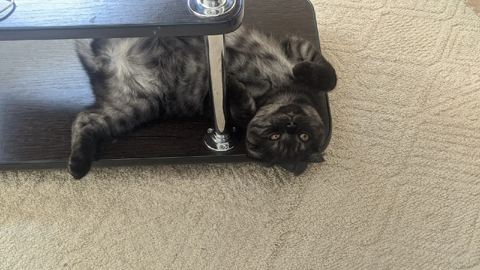 Мой кот - жидкость. Он разлился