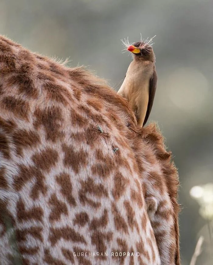 Mustaches suit me? - Starling, Passeriformes, Birds, Giraffe, Mammals, Animals, Wild animals, wildlife, Africa, The photo, Wool