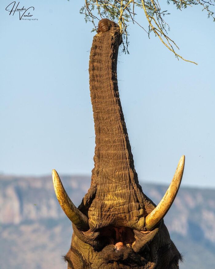 Дотянулся Слоны, Млекопитающие, Животные, Дикие животные, Дикая природа, Заповедники и заказники, Южная Африка, Фотография, Хобот