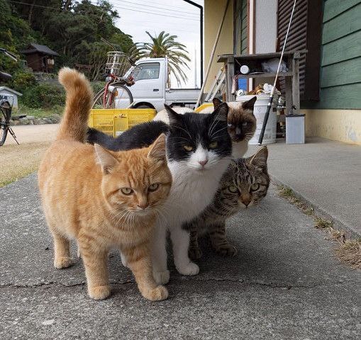 Listen, what region are you from? - cat, Gang, Sight, The photo