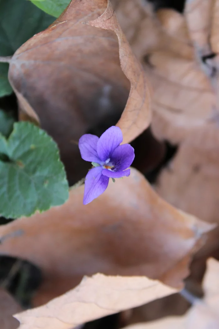 Violet under the plane trees - My, Nature, Canon, Violets, December, Mood, Good morning, The photo