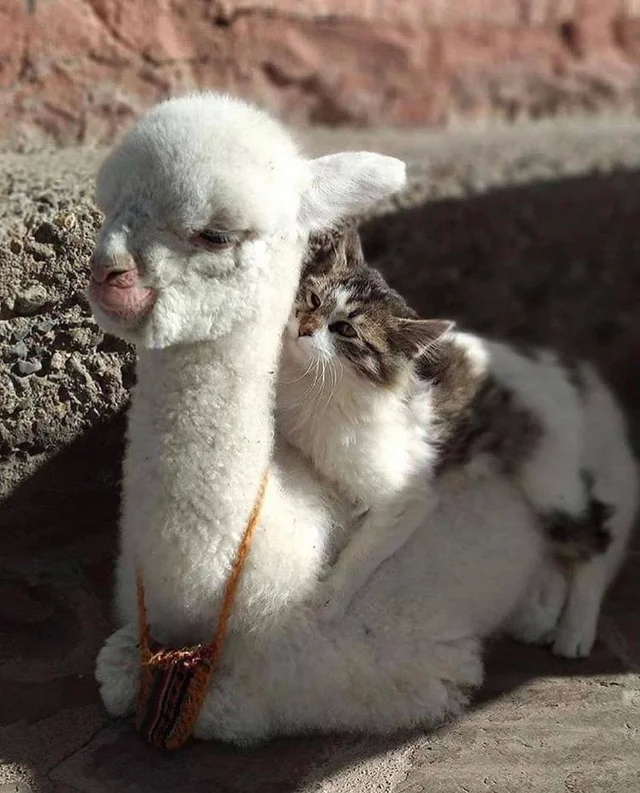 Why are you lying? Go - cat, Alpaca, Animals, The photo