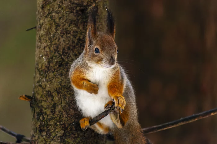 Squirrel again - My, The photo, Nature, Winter, Forest, The park, Redkino