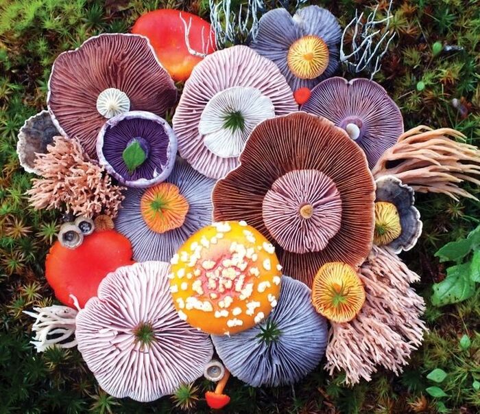 The motley world of mushrooms - Mushrooms, Assorted, Sphagnum, Forest, Still life, The photo