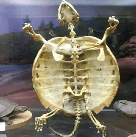 Therefore, the turtle will not be able to take out - Images, Humor, Skeleton, Turtle