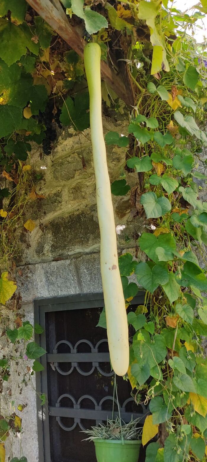 The usual harvest of pikabush - My, Peekaboo, 49 and 5, Harvest, Zucchini, Gardening, Longpost