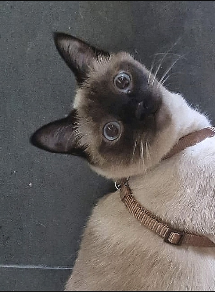 Котики. Удивление в глазах Кот, Котята, Рисунок, Картинки, Фотография, Смешные животные, Милота, Забавное, Сиамский кот, Искусство, Современное искусство, Декоративное искусство, Лапки, Длиннопост