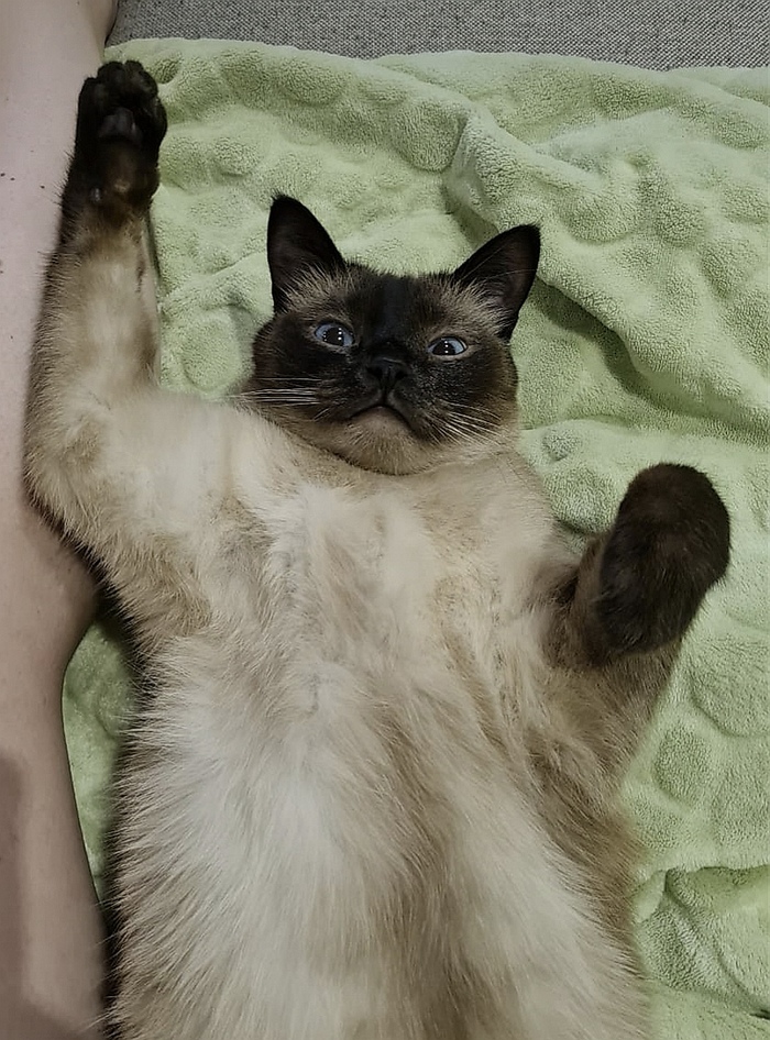 Котики. Удивление в глазах Кот, Котята, Рисунок, Картинки, Фотография, Смешные животные, Милота, Забавное, Сиамский кот, Искусство, Современное искусство, Декоративное искусство, Лапки, Длиннопост