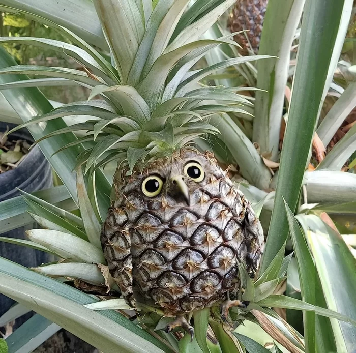 Sovananas - Images, Owl, A pineapple, Photoshop, Milota