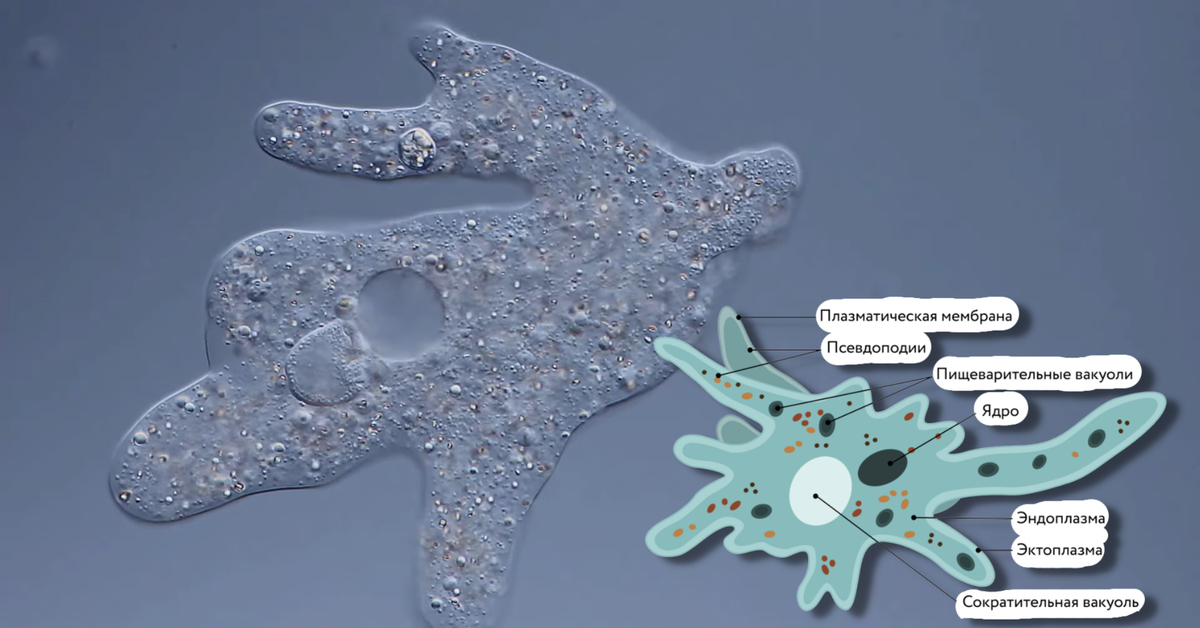 Амёба Обыкновенная под микроскопом Пикабу