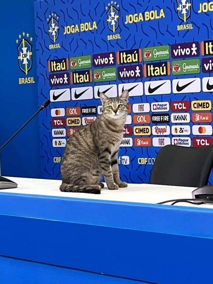 Offended a cat - cat, Brazil, Mistreatment, Football