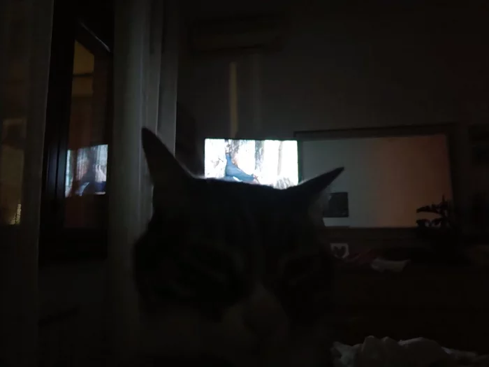 Do you also watch TV shows like this? - My, cat, View, When alone at home, Doesn't get in the way