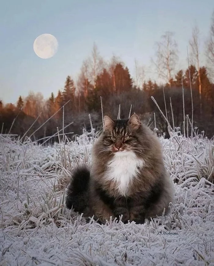 Russian soul in a winter coat - cat, Poetry, Lord Byron, Mikhail Lermontov, Fluffy, Poems