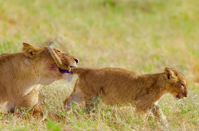 You won't go anywhere! - Lion cubs, Lioness, a lion, Rare view, Big cats, Predatory animals, Mammals, Animals, Wild animals, wildlife, Reserves and sanctuaries, Masai Mara, Africa, The photo